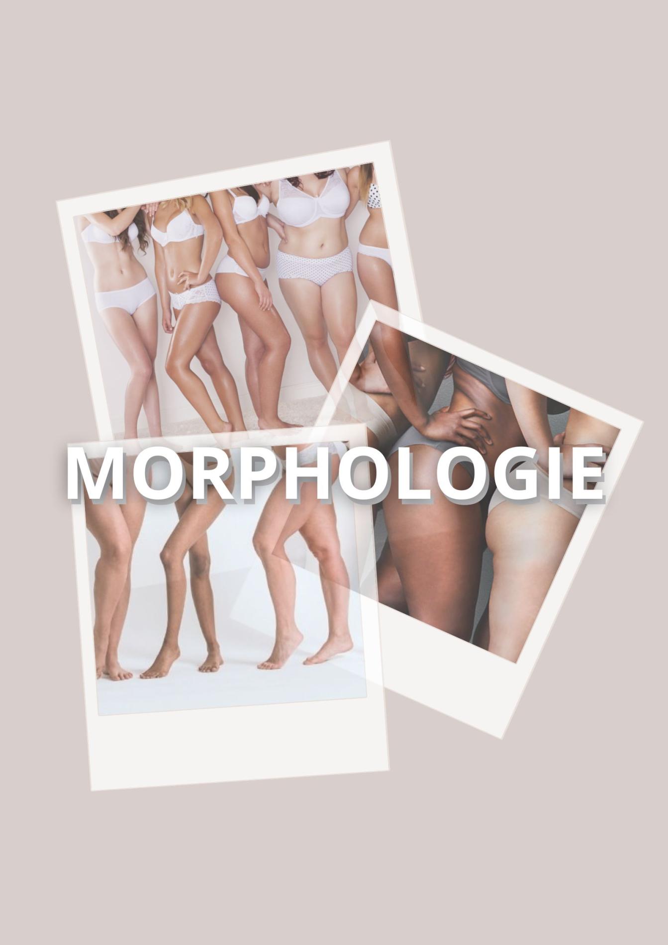 Ateliers - Morphologie 🪡